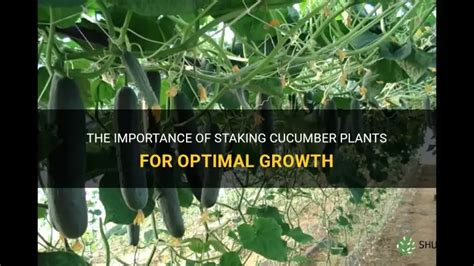 The Importance of Staking Plants .